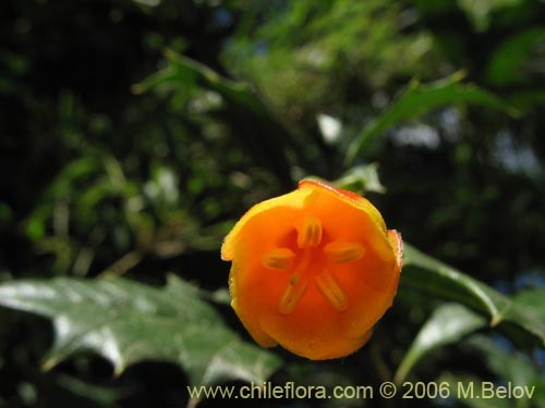 Imágen de Desfontainia spinosa (Taique / Chapico / Trau-trau). Haga un clic para aumentar parte de imágen.